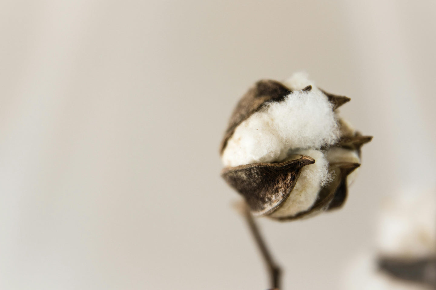 Peruvian Pima Cotton